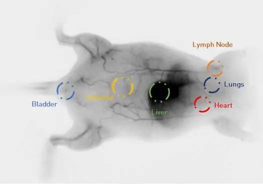 https://www.oxinst.com/learning/uploads/inline-images/focus-on-in-vivo-nir-ii-small-animal-imaging-with-c-red-2-image-4-20240418150834.jpg