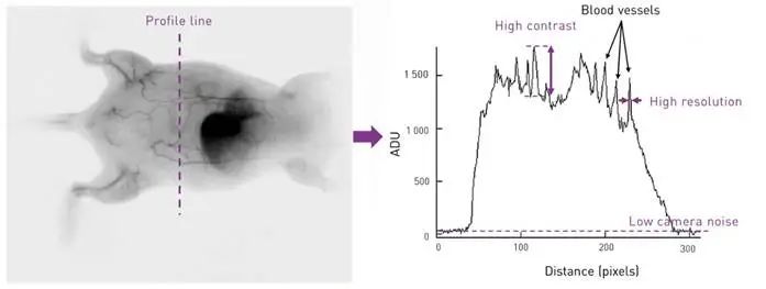 https://www.oxinst.com/learning/uploads/inline-images/focus-on-in-vivo-nir-ii-small-animal-imaging-with-c-red-2-image-5-20240418150847.jpg